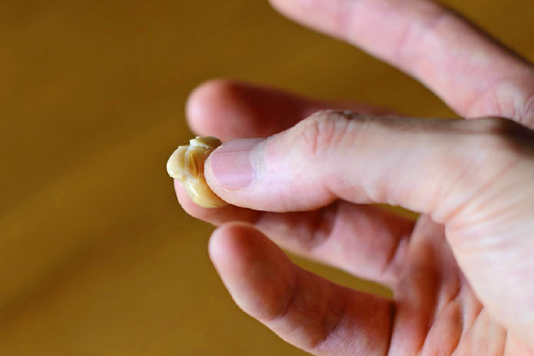 お味噌の仕込み方、指で簡単につぶれるくらいのやわらかさが目安